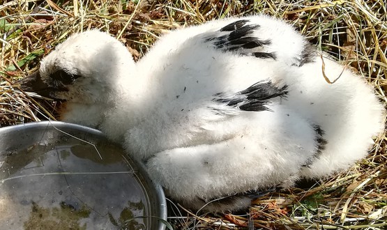 Еколози спасиха щъркелче и воден бик