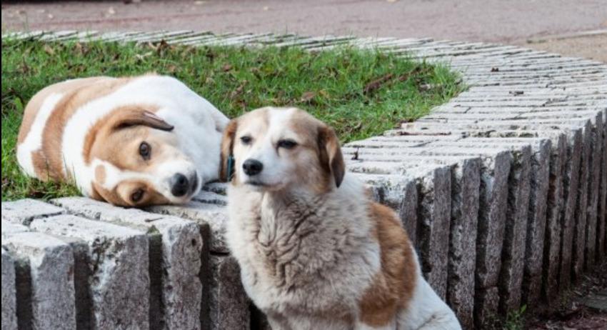 Деца с благотворителна акция в подкрепа на приюта за кучета