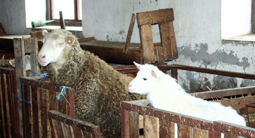 Заради 6 скрити овце осъдиха земеделец