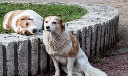Деца с благотворителна акция в подкрепа на приюта за кучета