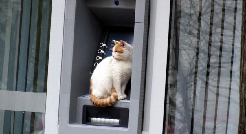 Котка с ...банкомат
