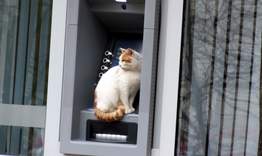 Котка с ...банкомат