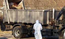 Потвърдиха чума в свинефермата в Никола Козлево с 24 000 животни