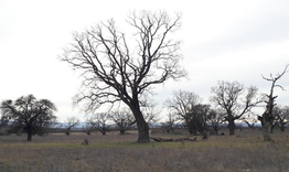 Защитената територия Марашка кория пред изчезване заради умиращи дървета