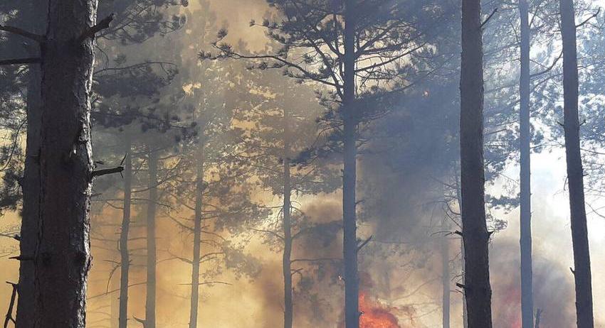 Над 110 000 лв. щети от пожари в горите