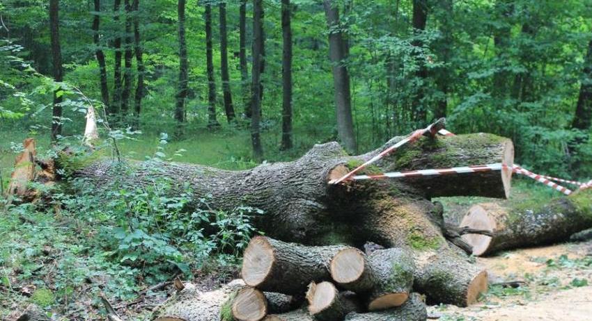 Държавно горско стопанство Шумен извърши проверки 