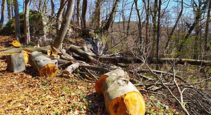 Пет кубика незаконно добити дърва задържаха в ДГС Нови пазар 