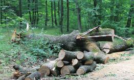 Държавно горско стопанство Шумен извърши проверки 