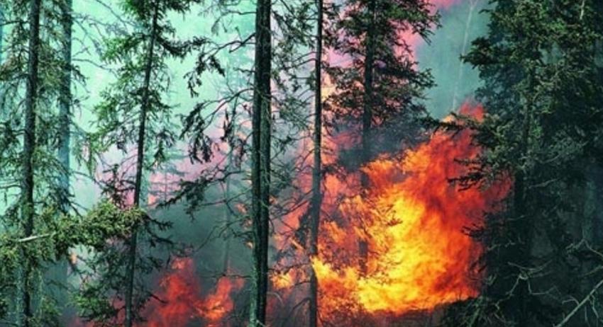 Пожар унищожи един декар иглолистна гора край Мараш 