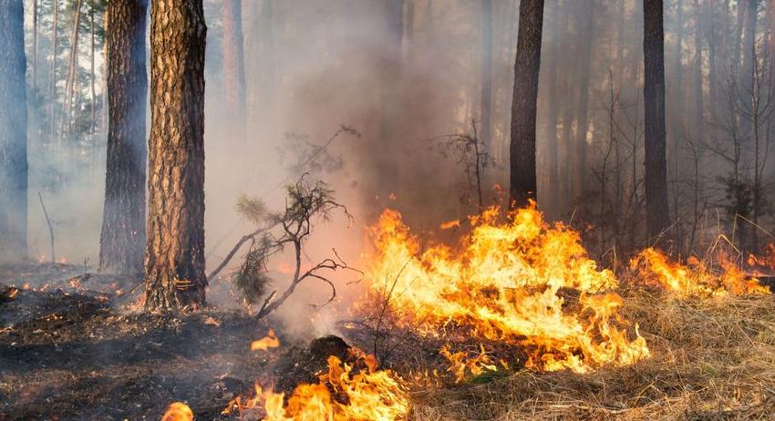 Пламъци унищожиха 3000 фиданки край Върбица 