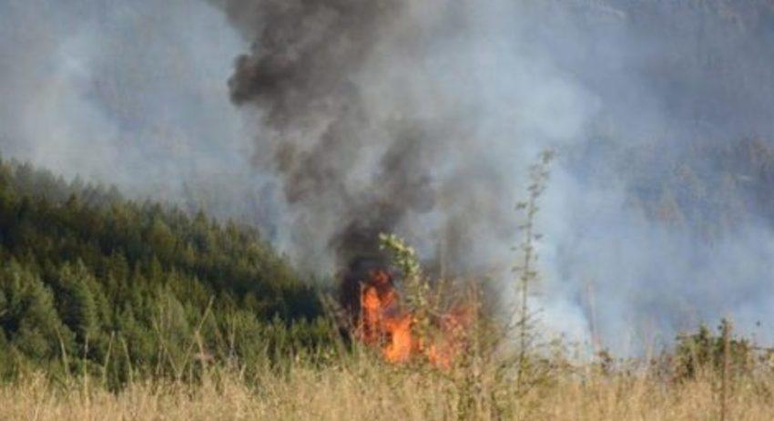 Спасиха от огъня иглолистна гора край Върбица 