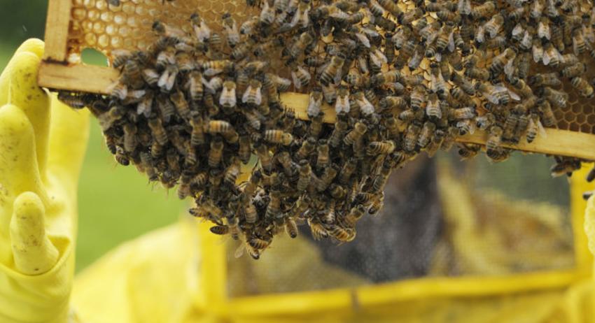 Предупреждават пчеларите за пръскания с препарати 
