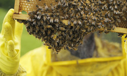 Предупреждават пчеларите за пръскания с препарати 