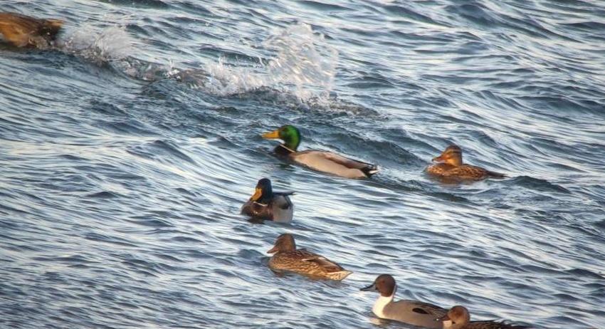 РИОСВ-Шумен се включи в Среднозимното преброяване на птици