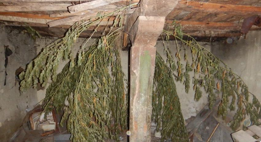 Марихуана и конопени растения са намерени в два имота в Салманово