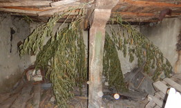 Марихуана и конопени растения са намерени в два имота в Салманово