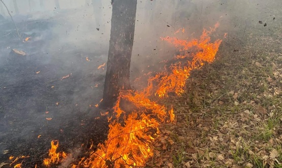 Изгоряха 6 декара иглолистна гора край Средковец