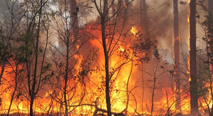 Пожар унищожи 20 декара иглолистна гора край Памукчии 