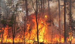 Пожар унищожи 20 декара иглолистна гора край Памукчии 