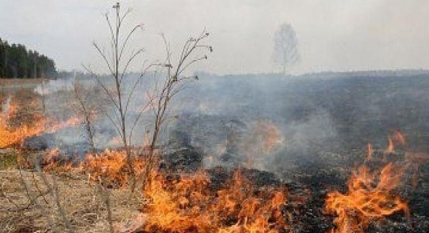Пожарникари спасиха от пожар гори край Кочово и Тъкач 