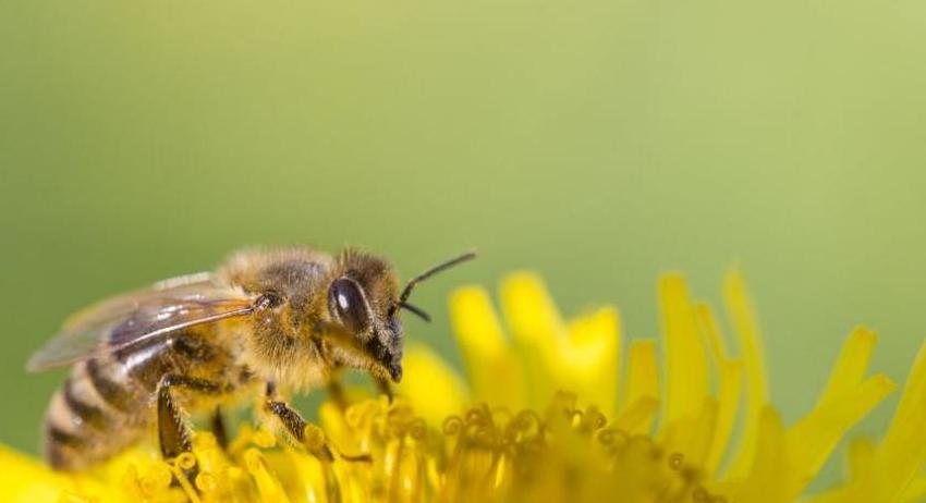 Предупреждение към пчеларите