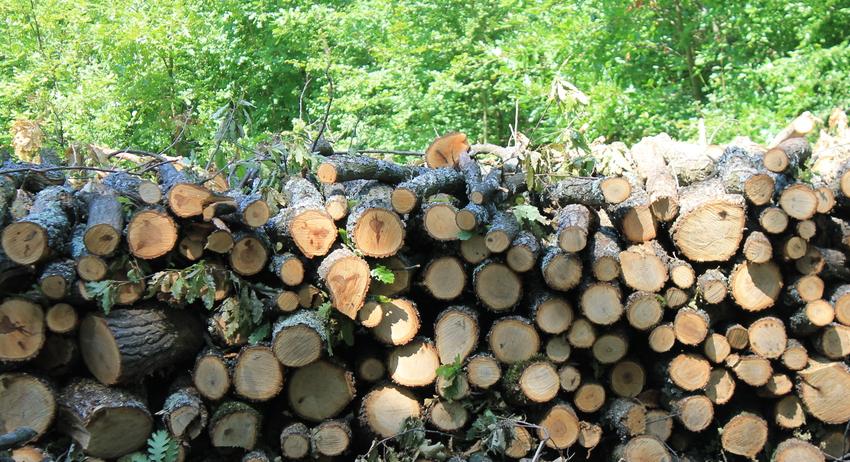 Близо 25 кубика незаконни дърва задържаха горските служители в началото на декември 