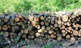 Близо 25 кубика незаконни дърва задържаха горските служители в началото на декември 