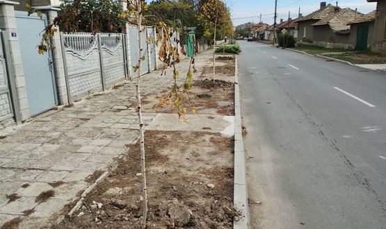 Над 100 нови дръвчета засаждат в Нови пазар 