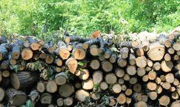 Започва подаването на заявления за дърва за огрев 