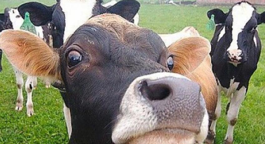 Откраднаха крава от стопанска постройка в Златар 
